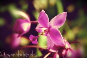 bogor botanical garden orchid conservation area