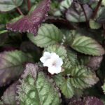 Mom's Garden 2