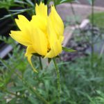 Mom's Garden 4