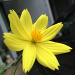 Mom's Garden 5