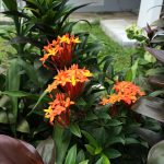 Mom's Garden 6