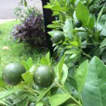 Mom's Garden 7