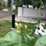 Mom's Garden 8