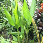Mom's Garden 9