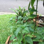 Mom's Garden 10