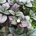 Mom's Garden 11