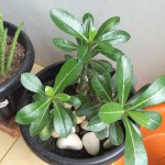 Mom's Garden 12