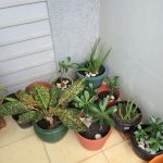 Mom's Garden 13