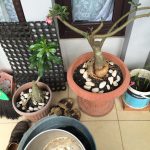 Mom's Garden 14