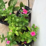 Mom's Garden 3