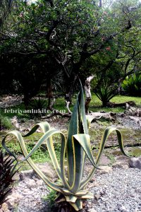 bogor botanical garden