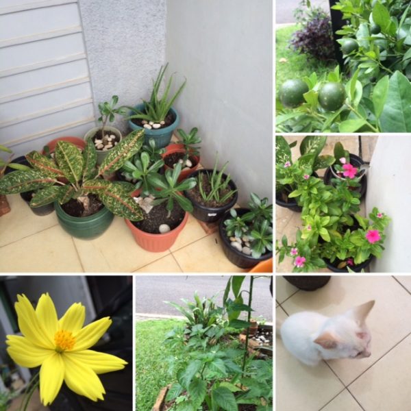 belajar dari kegiatan berkebun