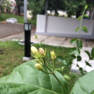 manfaat berkebun 