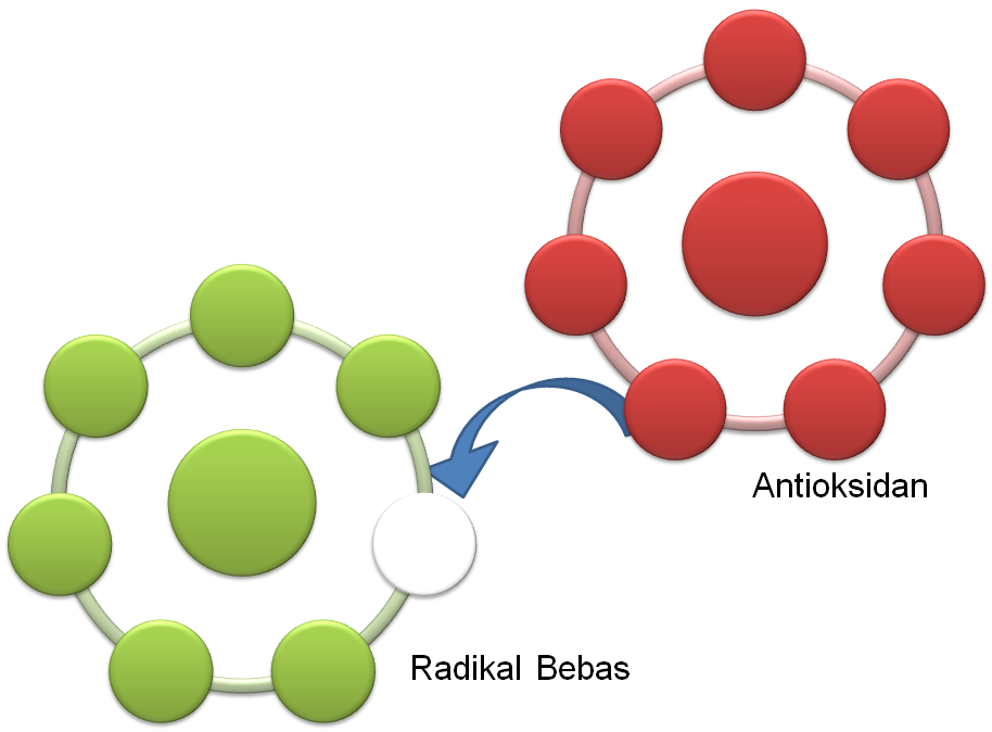 antioksidan dan radikal bebas dalam tubuh